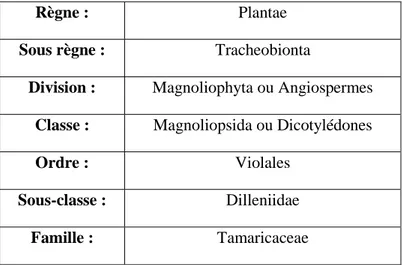 Tableau 01: Classification des Tamaricaceae selon Cronquist (1988). 