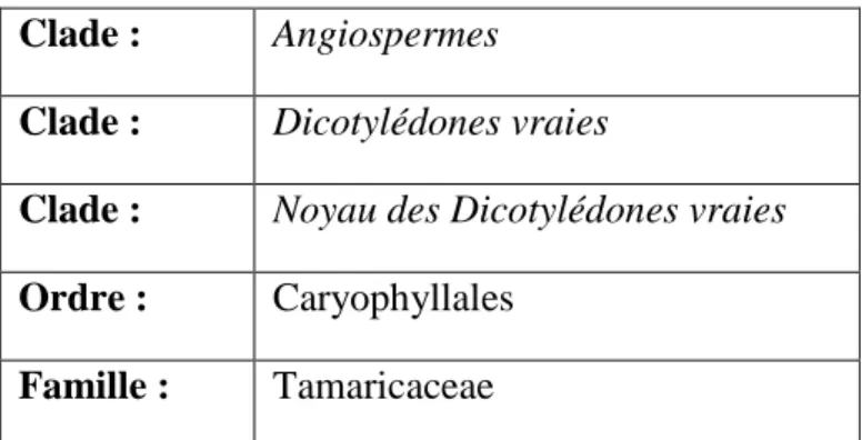 Tableau 02: Classification des Tamaricaceae selon APG 2003.  Clade :  Angiospermes 