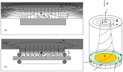 Figure III .3 Configuration des écoulements générés aux bords des électrodes circulaires 