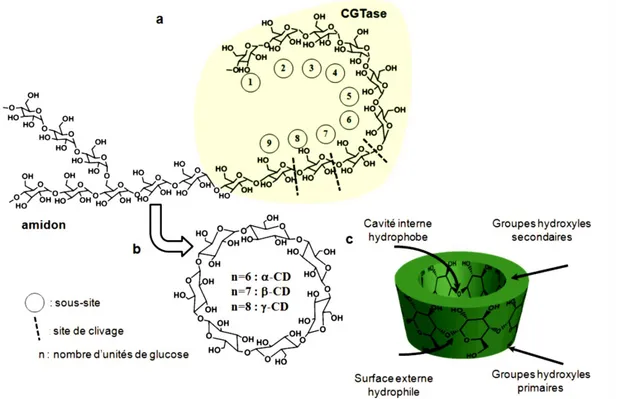 Figure I.1 : a)schéma général de la dégradation enzymatique de l’amidon  b)structure chimique et c)structure tridimensionnelle montrant la forme en cône  de la 