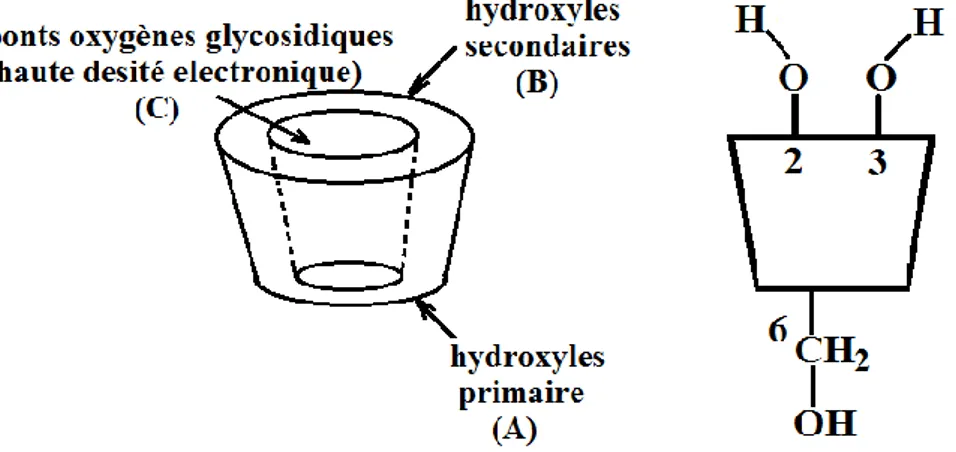 Figure I.2 : La forme structurale des cyclodextrines natives. 