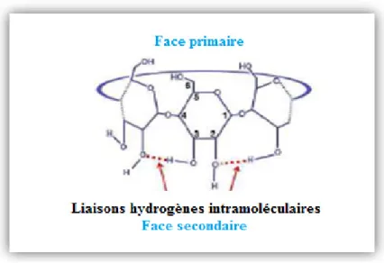 Figure I.4 : Structure élucidant les liaisons hydrogènes intramoléculaires.