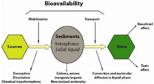 Figure  II.3 – Modèle de biodisponibilité des métaux lourds dans les sédiments [31]. 