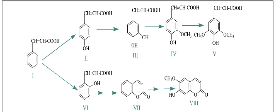 Figure 27. Mécanisme de synthèse de quelques composés phénoliques à partir de  l‘acide corchinique