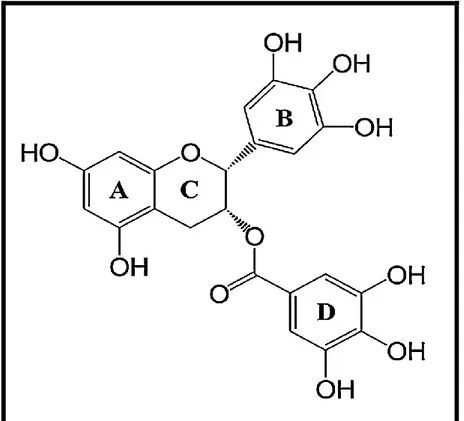 Figure 1. Structure chimique de l’épigallocatechine–3–gallate. 20     I.2.1.1. Source végétale de l’EGCG 