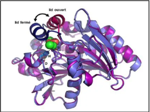 Figure 8. Structure de la lipase de Rhizomucor miehei avec le lid en conformation fermée en 