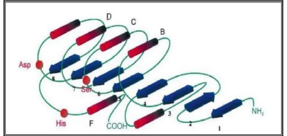 Figure 10. Représentation de la structure secondaire du repliement α/β des hydrolases 59 