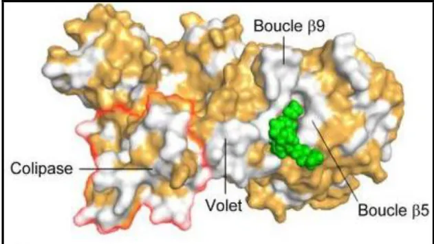 Figure  12.  Structure  de  la  lipase  pancréatique  porcine  complexée  avec  une  molécule  de 