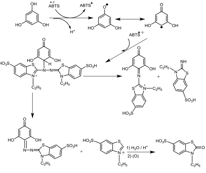 Figure 32 : Formation et piégeage du radical ABTS +  par un antioxydant.  c)  Le test TPTZ 