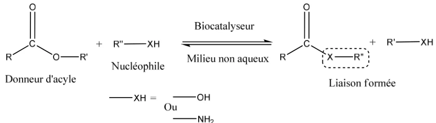 Figure 2.1. Schéma général d’une réaction d’acylation catalysée par une enzyme. 