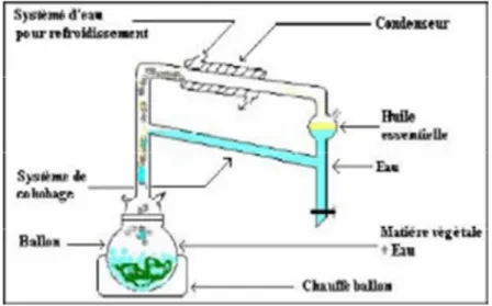 Figure -12 - Schémas de l’hydro-distillation  b.Entraînement à la vapeur d’eau 
