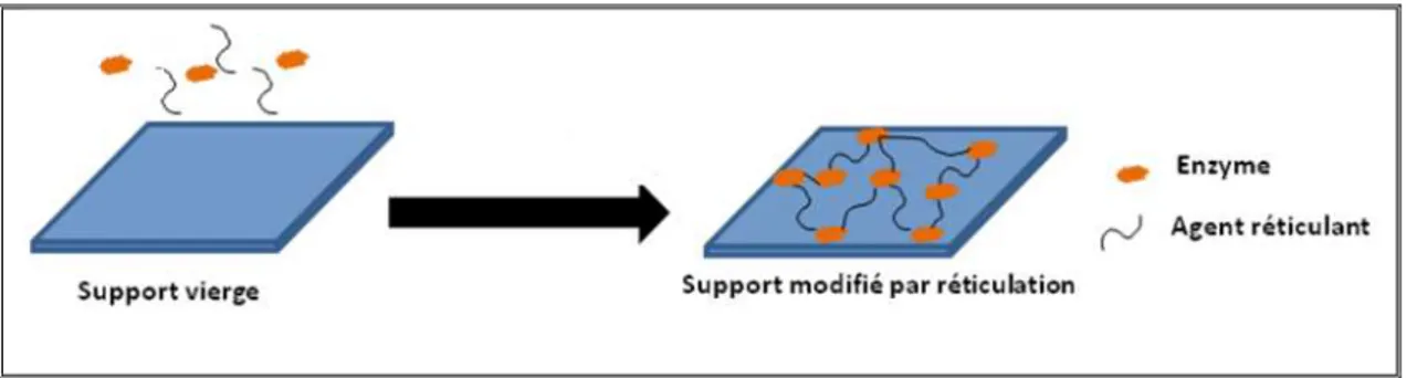 Figure 8: Réticulation des enzymes 