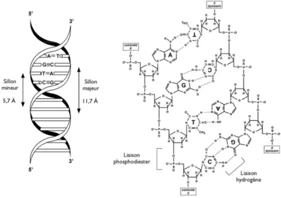 Figure 11 : (A) Structure de l’ADN. (B) Appariement des bases nucléiques