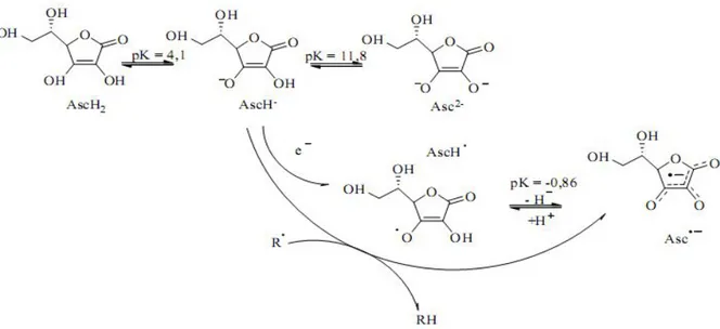 Figure 4: Différentes structures chimiques de la vitamine C et réaction avec les radicaux 