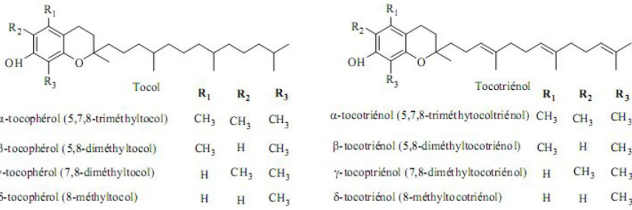 Figure 5: Structures chimiques des tocophérols et des tocotriénols 