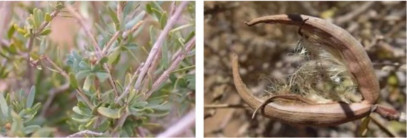 Figure 20: Periploca laevigata Act. (www.sahara-nature.com) 