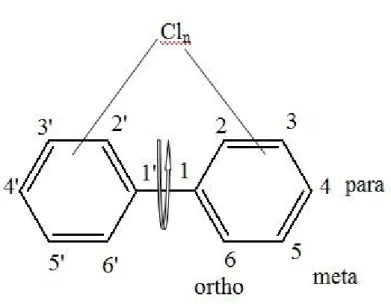 Figure I. 2. La formule de la  structure générale et les positions de substitution des PCBs.