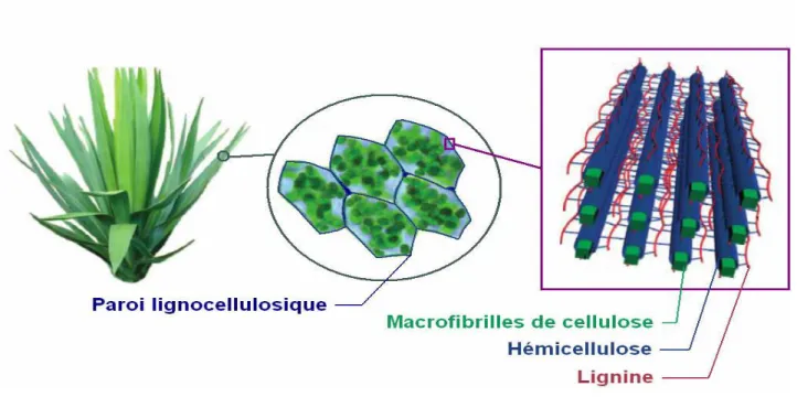 Figure II.6. Schéma de la structure cellulaire et moléculaire de la biomasse lignocellulosique  ( Zakzeski et al., 2010 ) 