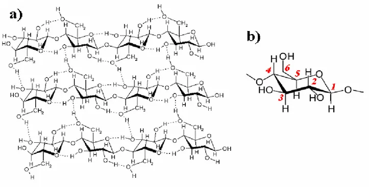 Figure II.9. a) Structure moléculaire de la cellulose,  b) nomenclature de numérotation des carbones des oses