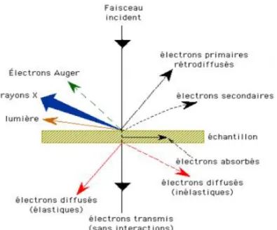 Figure III.4. Représentation schématique de l’interaction entre un faisceau d’électrons et la surface  d’un échantillon