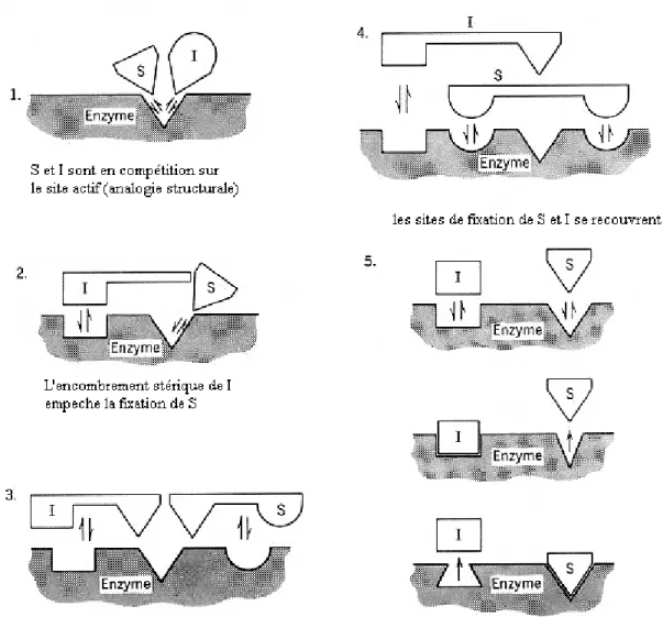 Figure 1 : les différents modèles de l’inhibition compétitive 36 .  4.2.1.1.1. Cinétique de l’inhibition compétitive : 