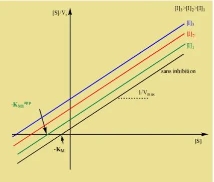 Figure 4 : représentation graphique  [ ] = ([ ]) selon Hanes-Woolf. 