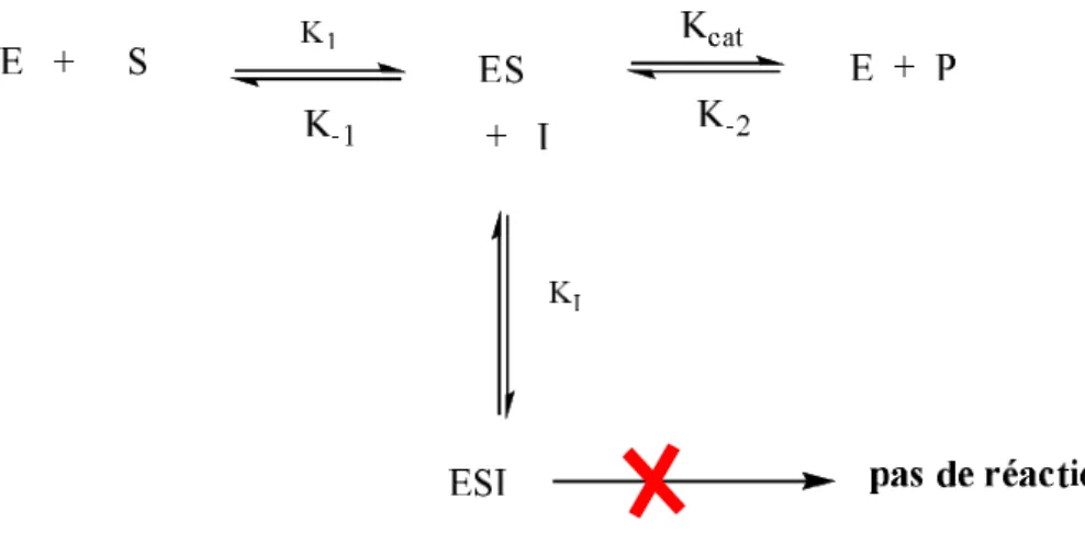 Figure 13 : formation du complexe inactif ESI 36 .