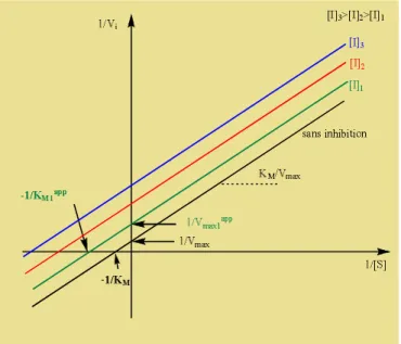 Figure  14 :  représentation  graphique  double  inverse  selon  Lineweaver-Burk  pour  inhibition incompétitive
