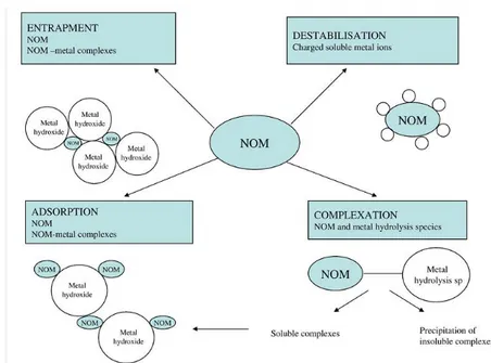 Figure 11. Les mécanismes d'élimination possibles de la MON par coagulation 