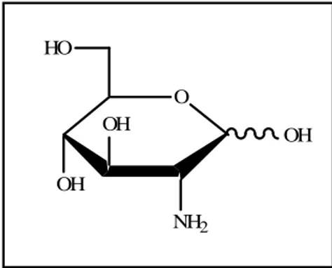 Figure 01 : La D-glucosamine (2-Amino-2-déoxy-D-glucose).