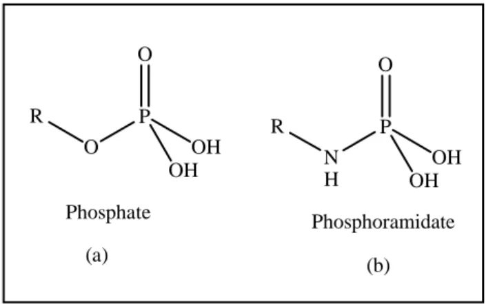 Figure 08: Comparaison entre Phosphate-Phosphoramidate.
