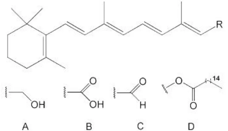 Figure 2.1 : Structure de quelque rétinoïdes, où R désigne: A, retinol; B, acide rétinoïque; C, retinaldehyde; D, retinyl palmitate.