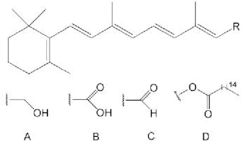 Figure 2.1 : Structure de quelque rétinoïdes, où R désigne: A, retinol; B, acide rétinoïque; C, retinaldehyde; D, retinyl palmitate.