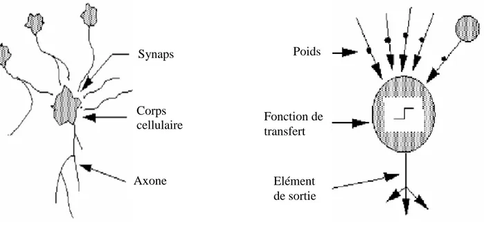 Figure 2 : Mise en correspondance neurone biologique / neurone artificiel 