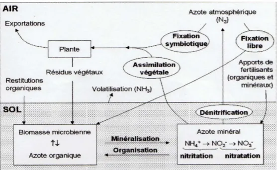 Figure 1.1 : Cycle de l’azote dans le sol. Les processus externe sont contenus dans le 