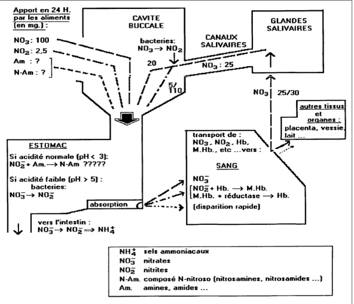 Figure 1.4  :  Devenir  des  nitrates,  nitrites  et  composés  N-nitroso  dans  l'organisme  [ 8 ]  