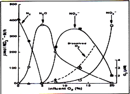 Figure 1.6 : Effets de la concentration en O 2  sur les étapes de la dénitrification [58]