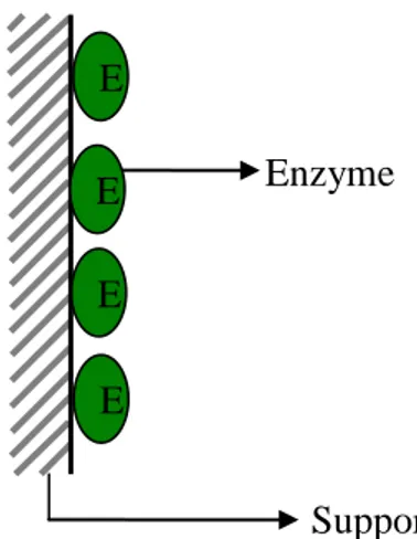 Figure 4:Immobilisation par adsorption.  4. Conclusion 