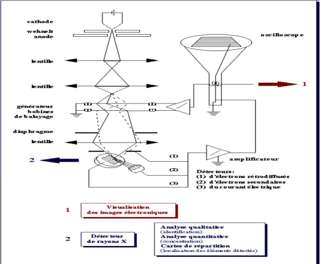 Figure II.4  : Représentation schématique d'un microscope électronique à balayage  [1]