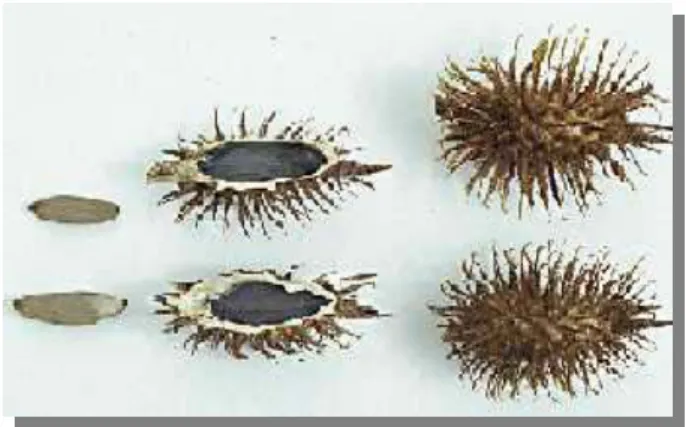Figure 3: Plantule âgée de 3 semaines                          Figure 2: Fleurs mâle et femelle 
