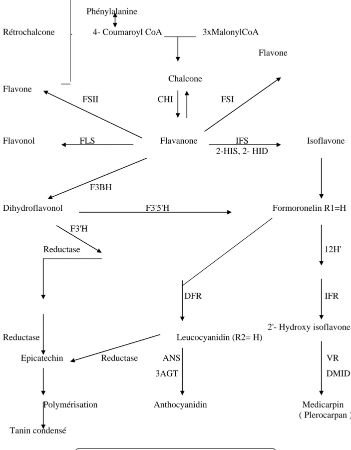 Figure 02 : Biosynthèse des Flavonoïdes 