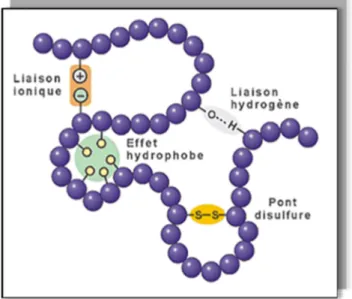 Figure 1 : Structure tertiaire d’une protéine. 5