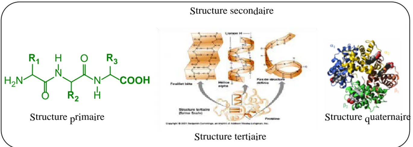 Figure 2 : Structures des enzymes 