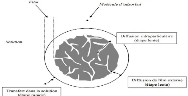 Figure 10: Phénomène et étape de transfert de soluté vers le charbon actif (Knappe et Snoeyink 1995)
