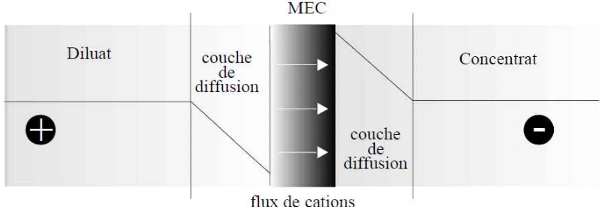 Figure II.7 :Gradient de concentration dans les couches limites aux interfaces membrane/solution en présence d’un courant électrique.