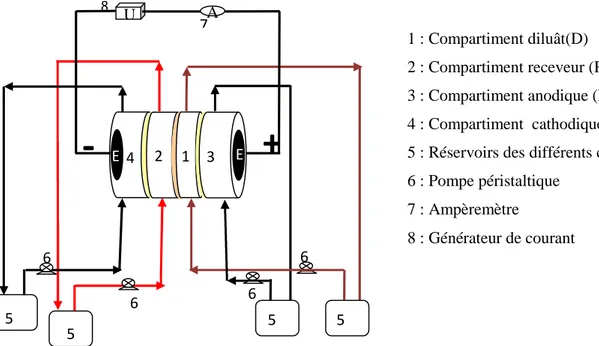 Figure IV.3: Représentation schématique du montage expérimental d’électrodialyse à quatre compartiments circuit fermé.