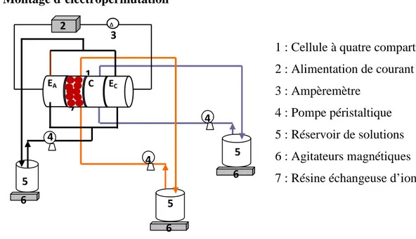 Figure IV.5 : Montage de l’installation d’électropermutation en circuit fermé avec une cellule 1 : Cellule à quatre compartiments2 : Alimentation de courant3 : Ampèremètre