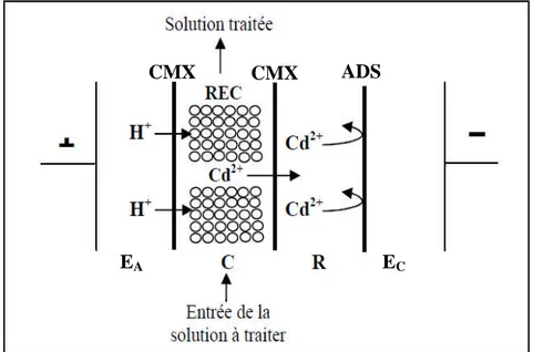 Figure IV.6 : Schéma du principe de l’électropermutation sur résine.ADS