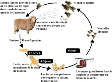 Fig. 2.3 –Cycle de développement de la lucilie cuivrée.