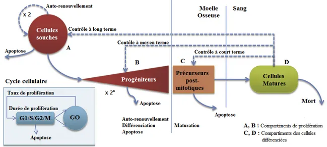 Fig. 2.4 –Schéma représentant les di¤érentes étapes de l’hématopoïèse [3]